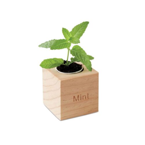 Maceta con semillas de menta en caja de madera